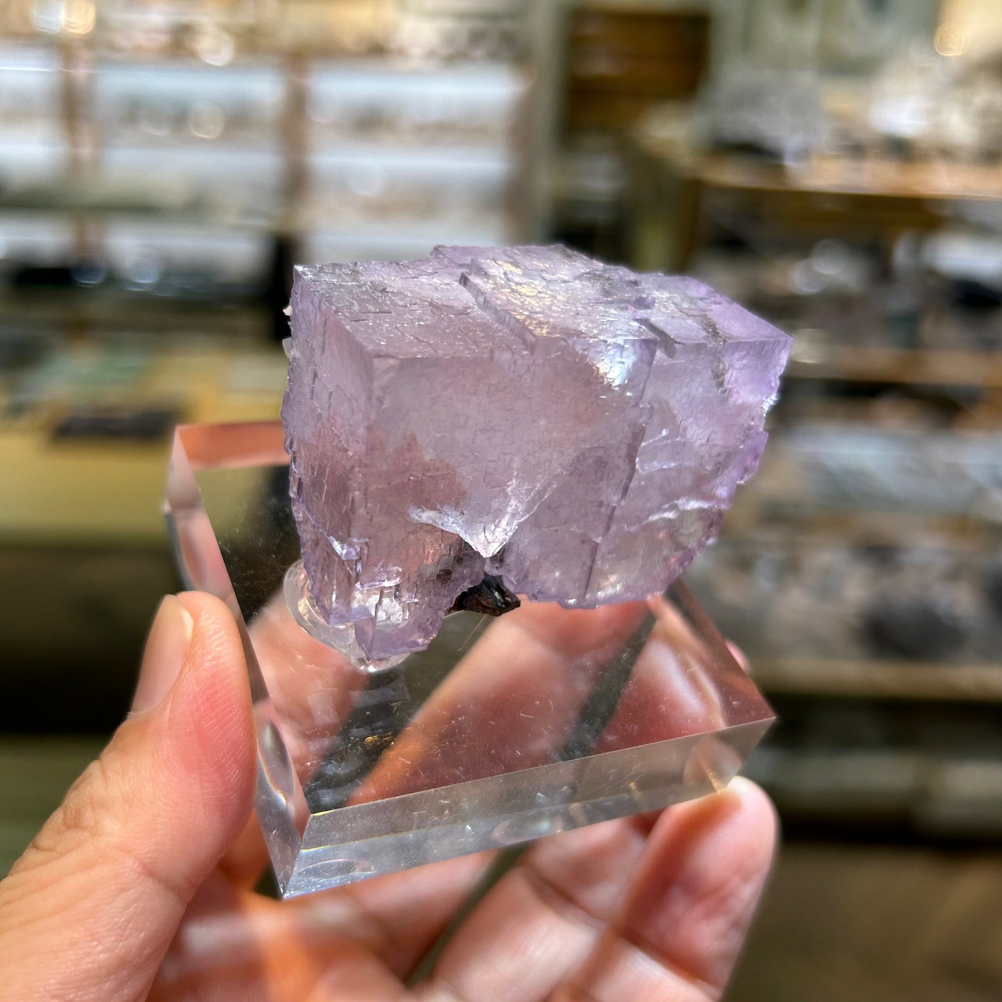 004 YouTubeライブ フローライト アメリカ