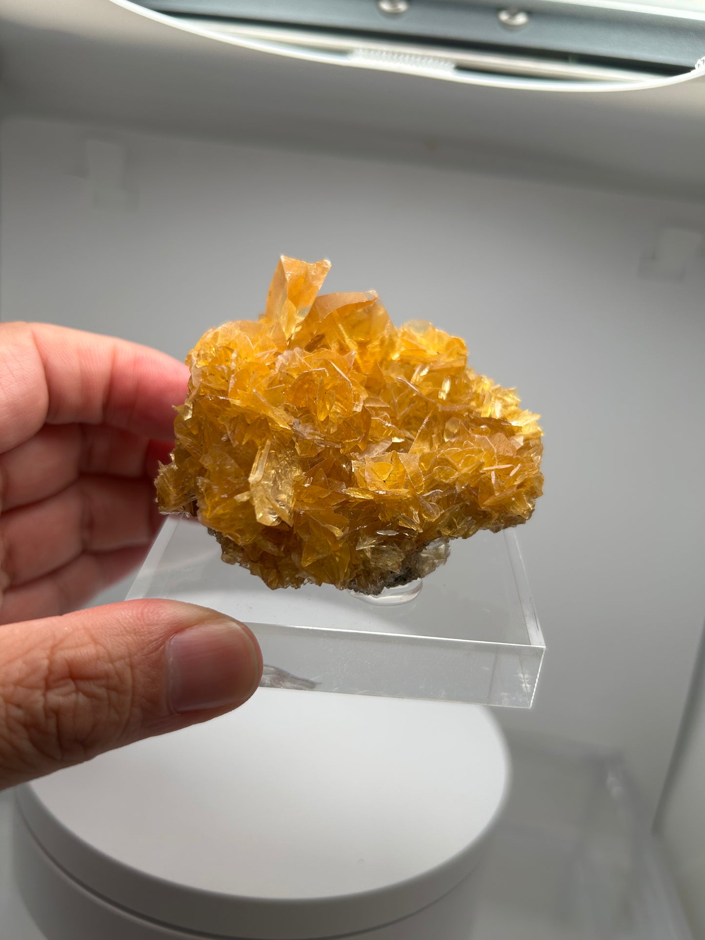 エビの尻尾!? Yellow Shrimp Tail Selenite（セレナイト）【ペルー】